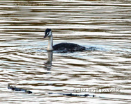 Grebe huppe juvenile_5302.jpg